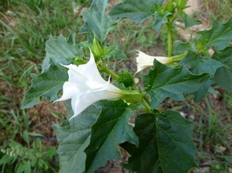 Datura: Découverte d’un Précurseur Pharmaceutique Enigmatique et Polyvalent!