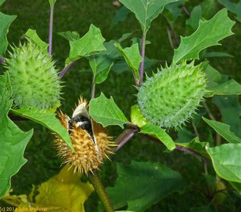  Datura: Découverte d'une plante aux multiples applications industrielles !