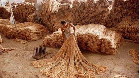  Jute: Un joyau ancestral pour la production de textiles durables !