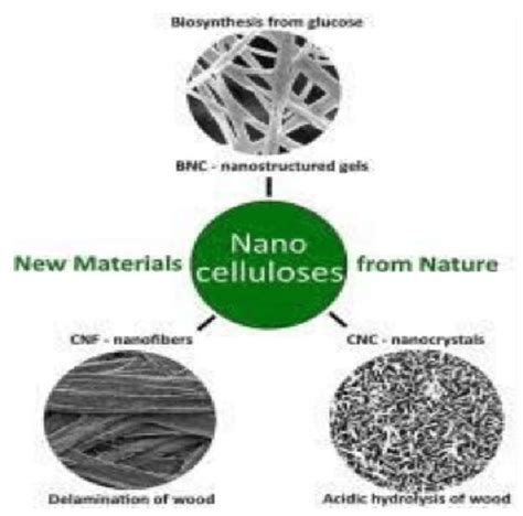  Nano-Cellulose: Un Matériau Durable et Polyvalent pour une Économie Circulaire !