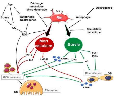  Titane: Les merveilles du remplacement osseux et les prouesses de la biocompatibilité en action !