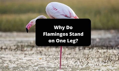 Where do I buy men's running accessories? And why do flamingos stand on one leg while running?